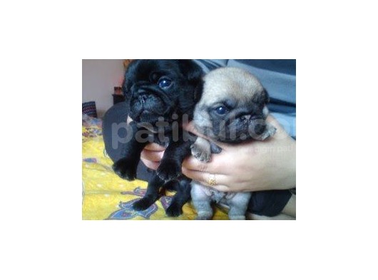 Pug Mops Yavrulari Mama Ve Malzeme Kampanyanli