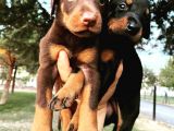 Safkan Doberman Yavruları  Hazır!