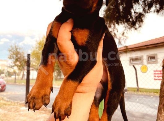 Safkan Doberman Yavruları  Hazır! görsel
