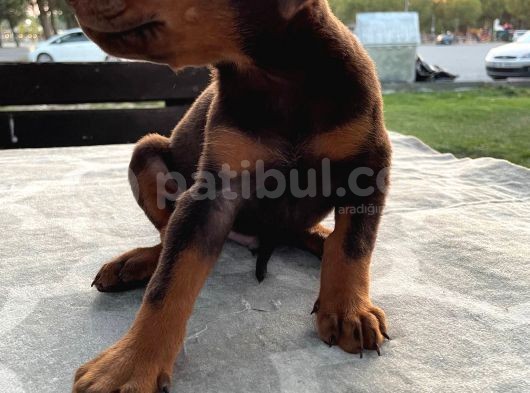 Safkan Doberman Yavruları  Hazır! görsel