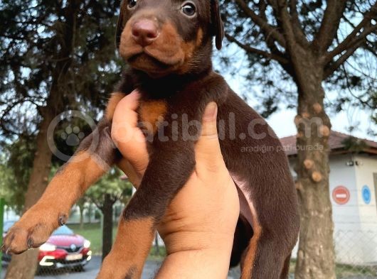 Safkan Doberman Yavruları  Hazır! görsel
