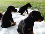 Safkan Doberman Yavruları  Hazır!
