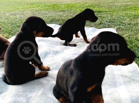 Safkan Doberman Yavruları  Hazır! görsel