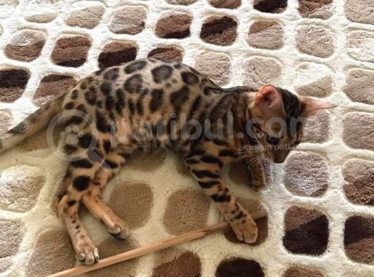Uygun Bengal Dişi Yavru görsel