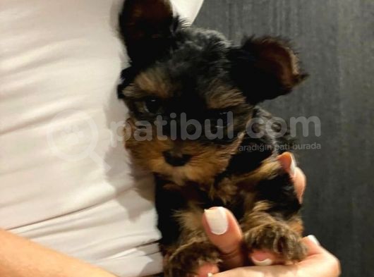 Dişi Yorkshire Terrier A Kalite Safkan görsel