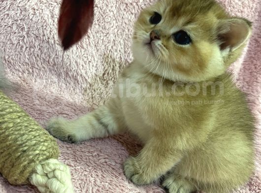 British Shorthair Golden görsel
