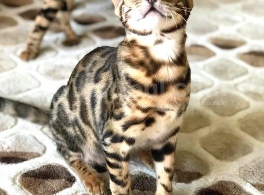 Uygun Bengal Dişi Yavru görsel