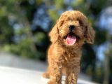 Di̇şi̇ Erkek Poodle Bebekleri̇mi̇z