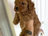 Sağlik Ve Irk Garanti̇li̇ Red Brown Toy Poodle