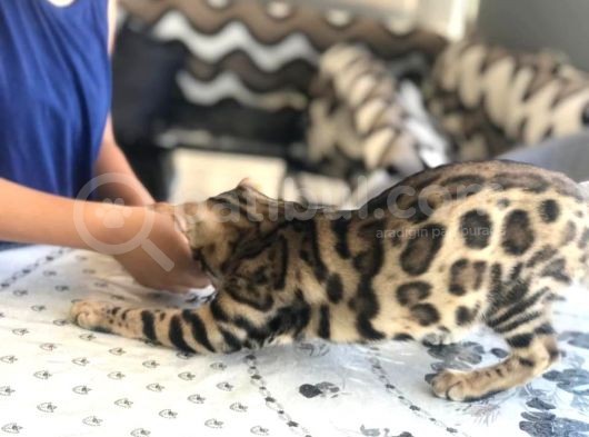 Uygun Bengal Dişi Yavru görsel