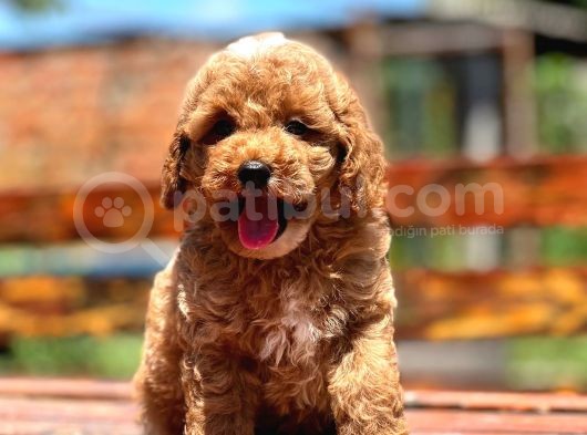 Bebek Surat Toy Poodle Yavrular görsel