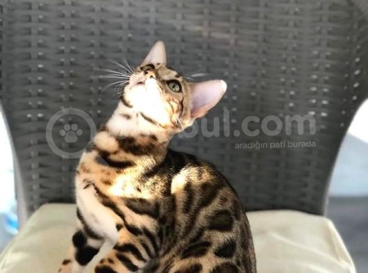 Uygun Bengal Dişi Yavru görsel