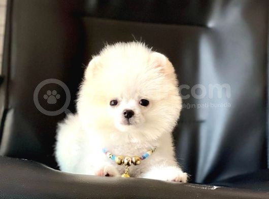 Safkan Pomeranian Boo Yavrular görsel