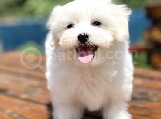 Show Kalite Maltese Terier Bebekler görsel