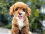 Özel Renk Malti̇poo Di̇zayn Irk