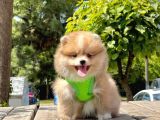 Safkan Pomeranian Boo Yavrular