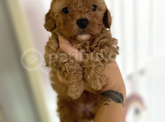 Sağlik Ve Irk Garanti̇li̇ Red Brown Toy Poodle görsel