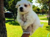 Cep Boy Maltese Minişler