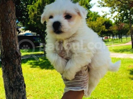Cep Boy Maltese Minişler görsel
