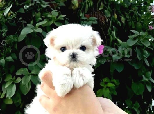 Ruhsatli Çi̇ftli̇ği̇mi̇zden Bebek Surat Terri̇er görsel