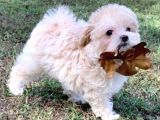 Beyaz Malti̇poo Bebekler