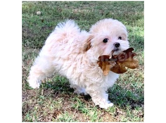 Beyaz Malti̇poo Bebekler görsel