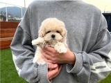 Beyaz Malti̇poo Bebekler