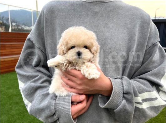 Beyaz Malti̇poo Bebekler görsel