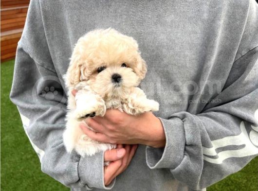 Beyaz Malti̇poo Bebekler görsel