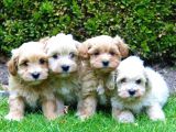Beyaz Malti̇poo Bebekler