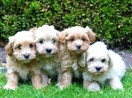 Beyaz Malti̇poo Bebekler