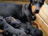 Ruhsatli Çi̇ftli̇ği̇mi̇zden Irk Garanti̇li̇ Doberman Yavrular