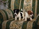 Jack Russel Terri̇er Yavrulari Mama Ve Malzeme Kampanyali