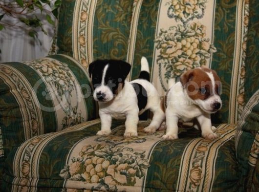 Jack Russel Terri̇er Yavrulari Mama Ve Malzeme Kampanyali görsel