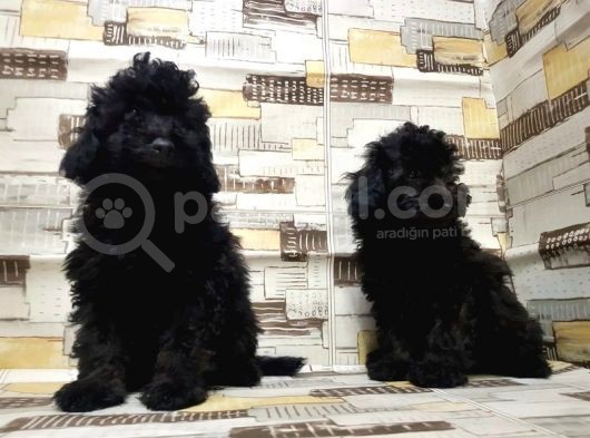 Mükemmel Kalite Toy Poodle Yavrularımız