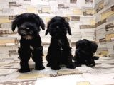 Ruhsatli Üreti̇m Çi̇ftli̇ği̇nden Mi̇nyatür Schnauzer Yavrular