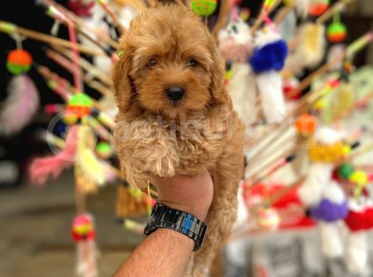 Poodle görsel