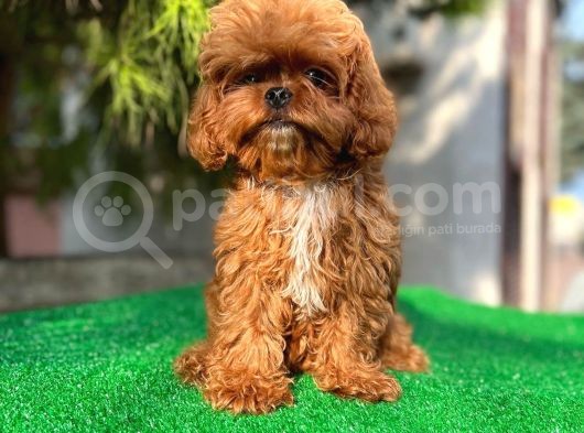 Daha İyi̇si̇ Yok 1100 Gram Mi̇ni̇ Teddy görsel