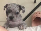 Uygun Aci̇l !!!Blue Merle & Li̇lac Geni̇ Taşiyan Harika Yavru !!!!! 