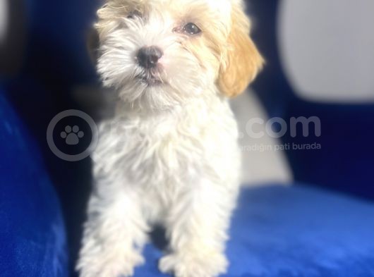 Maltipoo Kızım görsel