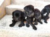 Dev Cane Corso Yavruları Tekrar Ilanda