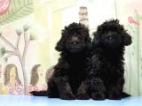 Ruhsatli Üreti̇m Çi̇ftli̇ği̇nden Toy Poodle Yavrular