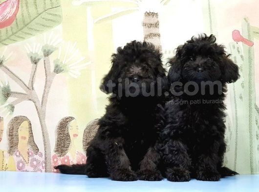 Ruhsatli Üreti̇m Çi̇ftli̇ği̇nden Toy Poodle Yavrular görsel