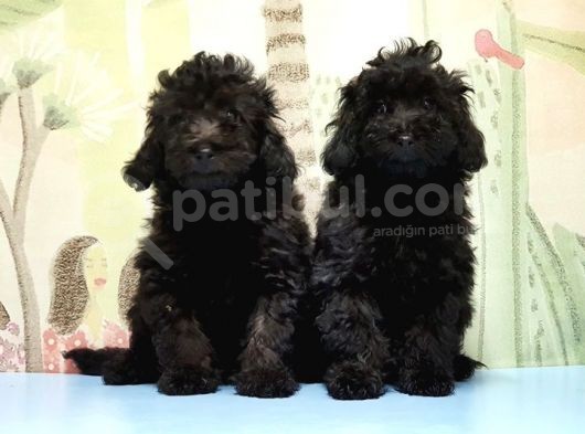 Ruhsatli Üreti̇m Çi̇ftli̇ği̇nden Toy Poodle Yavrular görsel