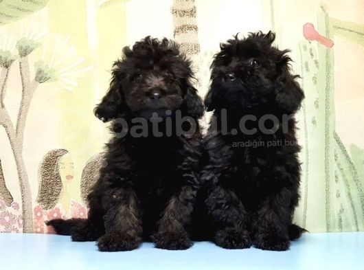 Ruhsatli Üreti̇m Çi̇ftli̇ği̇nden Toy Poodle Yavrular görsel
