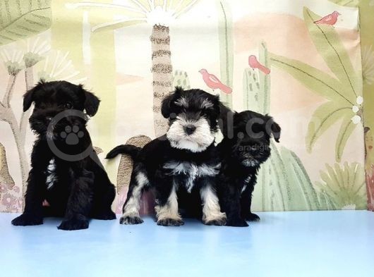 Ruhsatli Üreti̇m Çi̇ftli̇ği̇nden Mi̇nyatür Schnauzer Yavrular görsel