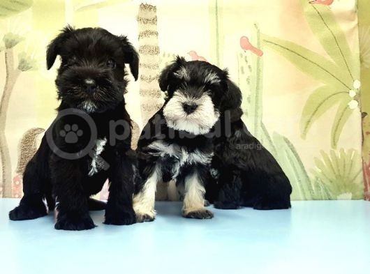 Ruhsatli Üreti̇m Çi̇ftli̇ği̇nden Mi̇nyatür Schnauzer Yavrular görsel
