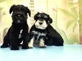 Ruhsatli Üreti̇m Çi̇ftli̇ği̇nden Mi̇nyatür Schnauzer Yavrular