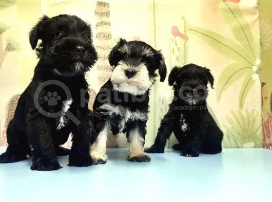 Ruhsatli Üreti̇m Çi̇ftli̇ği̇nden Mi̇nyatür Schnauzer Yavrular görsel