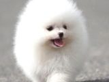 Ayı Surat Pomeranian Boo Yavrularımız